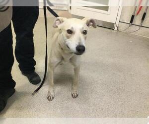 German Shepherd Dog-Unknown Mix Dogs for adoption in Riverside, CA, USA