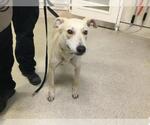 Small German Shepherd Dog Mix