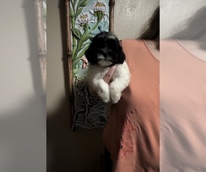 ShihPoo Puppy for sale in VIRGINIA BEACH, VA, USA