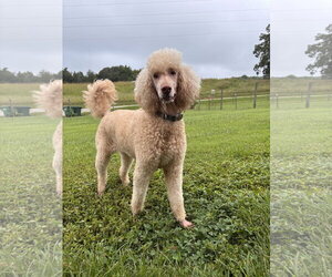 Poodle (Standard) Dogs for adoption in Pacolet, SC, USA