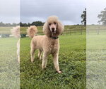Small Poodle (Standard)