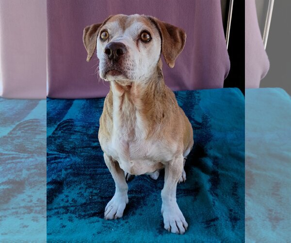 Medium Photo #6 Beagle Puppy For Sale in Apple Valley, CA, USA