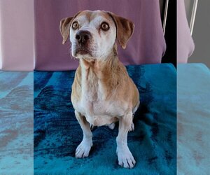 Max Lucas - - Male Beagle Dog for Adoption - Photo #6