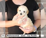 Small #2 Poodle (Toy)