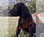 Small Photo #1 Great Dane Puppy For Sale in PILOT GROVE, MO, USA