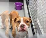 Small #2 Boxer Mix
