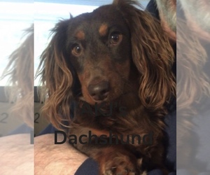 Father of the Dachshund puppies born on 05/25/2025