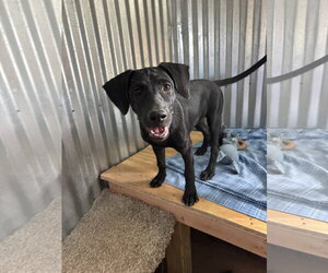 Shepradors Dogs for adoption in Williamsburg, NM, USA