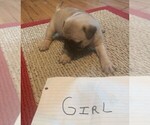 Small Photo #3 Pug Puppy For Sale in CLARE, IL, USA