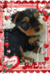 Small Photo #4 Yorkshire Terrier Puppy For Sale in DOUGLAS, GA, USA