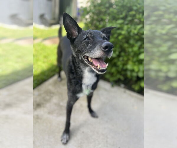 Medium Photo #2 Mutt Puppy For Sale in Royal Palm Beach, FL, USA