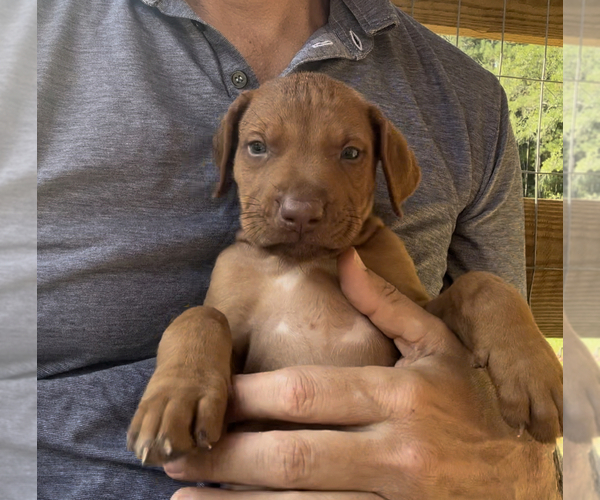 Medium Photo #4 Rhodesian Ridgeback Puppy For Sale in ROME, GA, USA