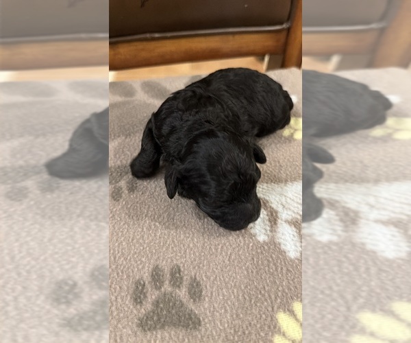 Medium Photo #2 Maltipoo (Toy) Puppy For Sale in CARLSBAD, CA, USA