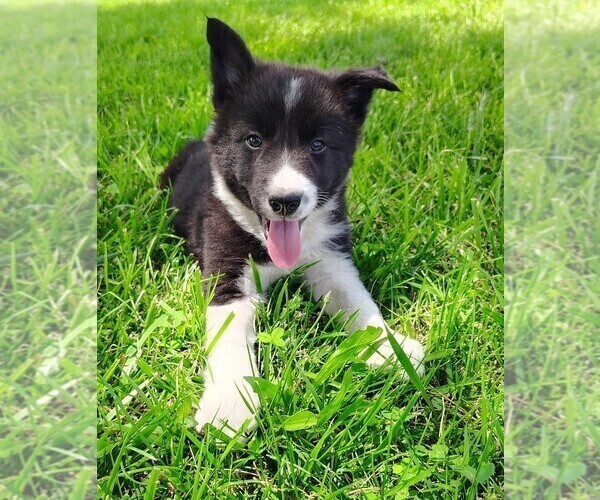 Medium Photo #160 Border Collie Puppy For Sale in NORBORNE, MO, USA