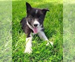 Small Photo #160 Border Collie Puppy For Sale in NORBORNE, MO, USA
