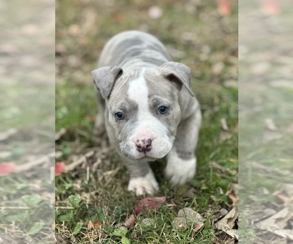 Medium Photo #3 American Bully Puppy For Sale in LANCASTER, PA, USA