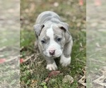 Small Photo #3 American Bully Puppy For Sale in LANCASTER, PA, USA