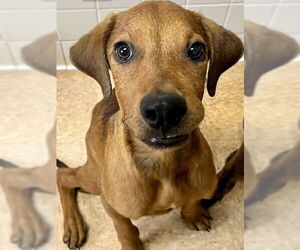 Mutt Dogs for adoption in San Antonio, TX, USA