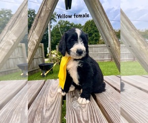 Bernedoodle Puppy for sale in SPENCER, IN, USA