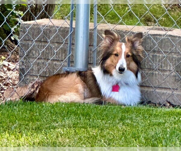 Medium Photo #3 Mutt Puppy For Sale in Wamego, KS, USA