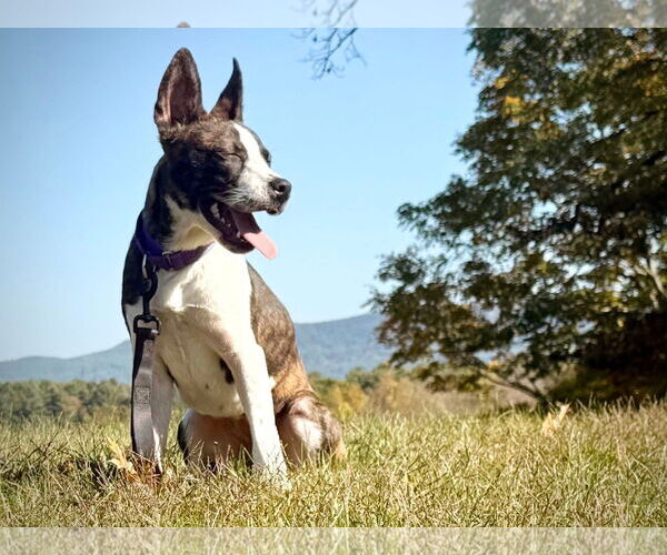 Medium Photo #7 Mountain Cur-Unknown Mix Puppy For Sale in Alexander, AR, USA