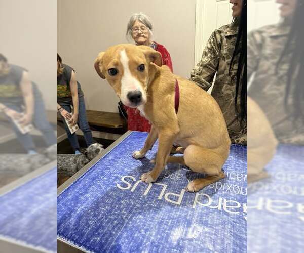 Medium Photo #2 Chihuahua-Unknown Mix Puppy For Sale in Corning, AR, USA