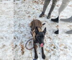 Small #4 Mutt