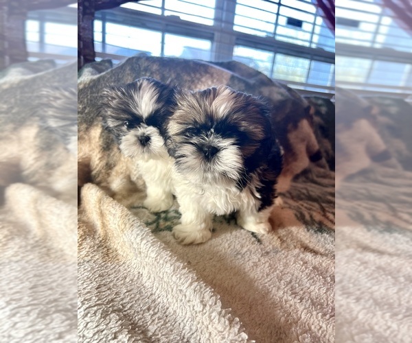 Medium Photo #15 Shih Tzu Puppy For Sale in CHARLOTTE, NC, USA