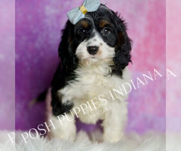 Medium Photo #5 Cavapoo (Miniature) Puppy For Sale in WARSAW, IN, USA