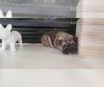 Small Photo #2 French Bulldog Puppy For Sale in W SACRAMENTO, CA, USA