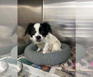 Mutt Dogs for adoption in Candler, NC, USA