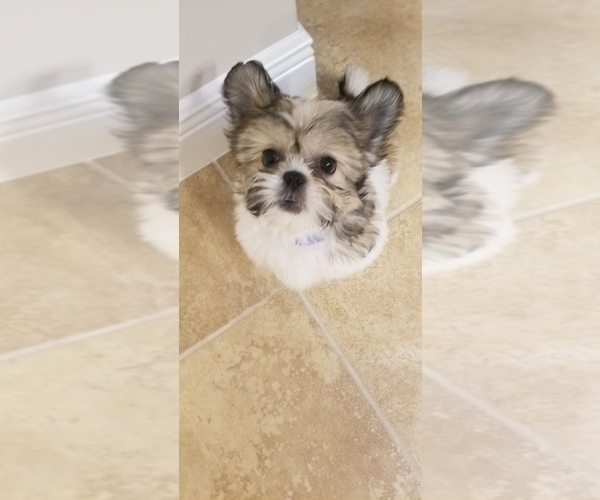 Medium Photo #1 Shih Tzu Puppy For Sale in FORT MYERS, FL, USA