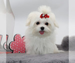 Image preview for Ad Listing. Nickname: Lola