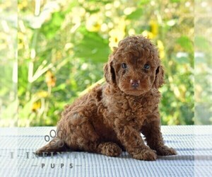 Goldendoodle (Miniature) Puppy for sale in SUNBURY, PA, USA