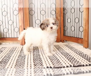 Shih-Poo Puppy for sale in NAPLES, FL, USA