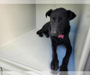 Labrador Retriever Dogs for adoption in Houston, TX, USA