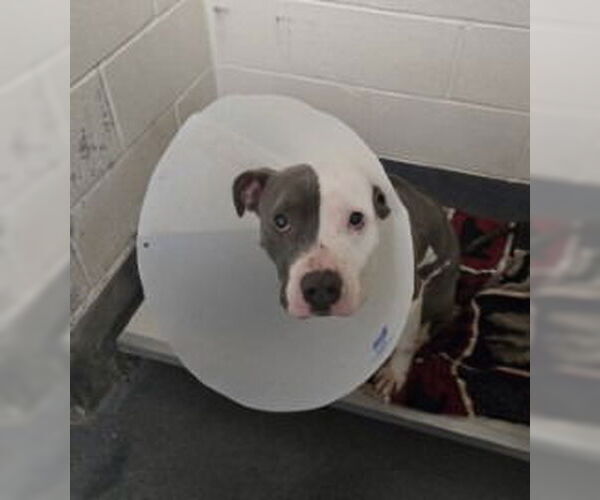 Medium Photo #1 Mutt Puppy For Sale in Glen Allen, VA, USA