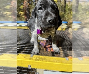 German Shorthaired Pointer Puppy for Sale in MITCHELL, Indiana USA