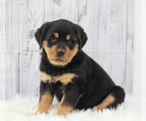 Rottweiler Puppy for sale in APPLE CREEK, OH, USA