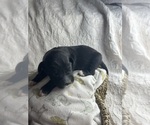 Puppy Penny Saint Berdoodle-Shepadoodle Mix
