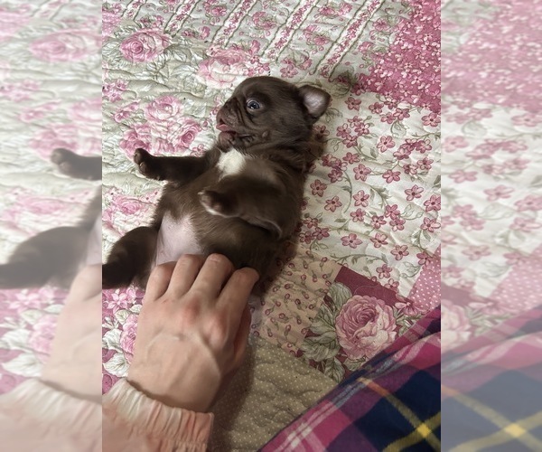 Medium Photo #17 Pug Puppy For Sale in BLOOMINGTON, IL, USA