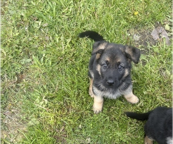 Medium Photo #5 German Shepherd Dog Puppy For Sale in SUMPTER TWP, MI, USA