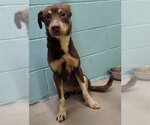 ROXY - Female Labrador Retriever-Unknown Mix Dog for Adoption - Small photo