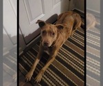 Small #1 Catahoula Leopard Dog