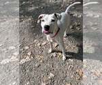 Small #2 Mutt