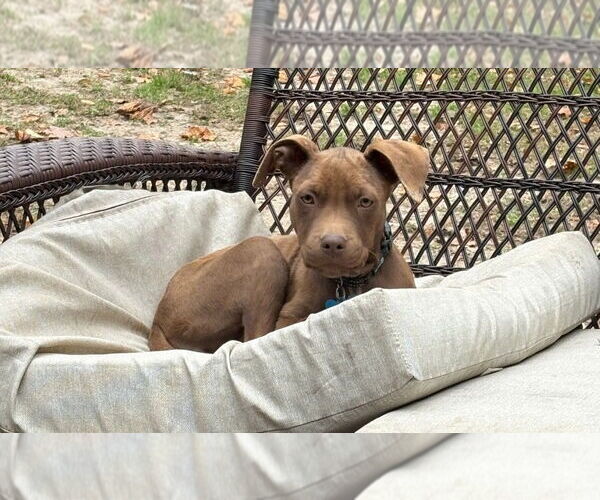 Medium Photo #1 American Pit Bull Terrier-American Staffordshire Terrier Mix Puppy For Sale in Chester, VA, USA