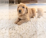 Small #6 Labradoodle
