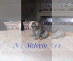 Small Photo #6 Bulldog Puppy For Sale in GLENDALE, AZ, USA