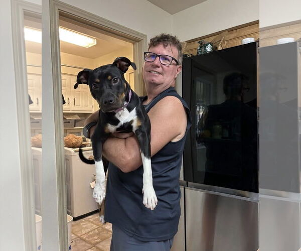 Medium Photo #2 Rat Terrier-Unknown Mix Puppy For Sale in Euless, TX, USA