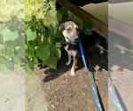 Small #6 Beagle Mix